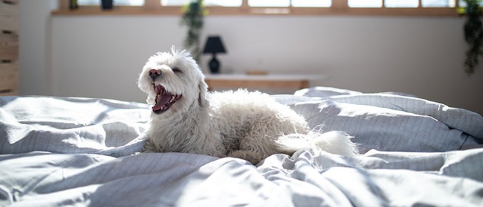 Maltese dog on bed with open snout